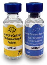 Vaccine for 10 Dogs Including rabies Virtual gift